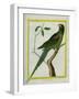 Alexandrine Parakeet-Georges-Louis Buffon-Framed Giclee Print