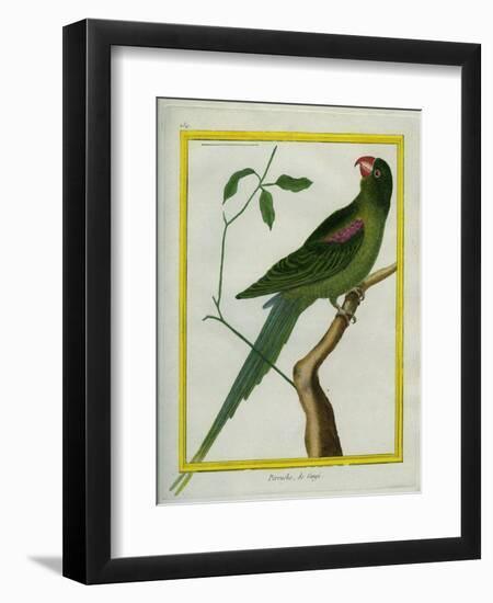 Alexandrine Parakeet-Georges-Louis Buffon-Framed Premium Giclee Print