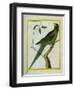 Alexandrine Parakeet-Georges-Louis Buffon-Framed Premium Giclee Print