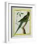 Alexandrine Parakeet-Georges-Louis Buffon-Framed Premium Giclee Print