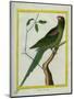 Alexandrine Parakeet-Georges-Louis Buffon-Mounted Premium Giclee Print