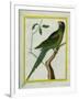 Alexandrine Parakeet-Georges-Louis Buffon-Framed Giclee Print