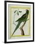 Alexandrine Parakeet-Georges-Louis Buffon-Framed Giclee Print