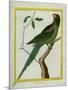 Alexandrine Parakeet-Georges-Louis Buffon-Mounted Giclee Print