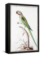 Alexandrine Parakeet-Nicolas Robert-Framed Stretched Canvas