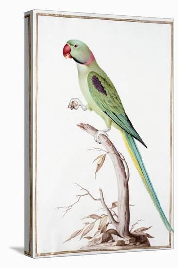 Alexandrine Parakeet-Nicolas Robert-Stretched Canvas