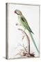 Alexandrine Parakeet-Nicolas Robert-Stretched Canvas