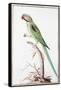 Alexandrine Parakeet-Nicolas Robert-Framed Stretched Canvas