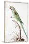 Alexandrine Parakeet-Nicolas Robert-Stretched Canvas