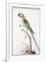 Alexandrine Parakeet-Nicolas Robert-Framed Giclee Print