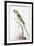 Alexandrine Parakeet-Nicolas Robert-Framed Giclee Print