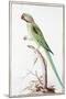 Alexandrine Parakeet-Nicolas Robert-Mounted Giclee Print