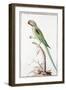 Alexandrine Parakeet-Nicolas Robert-Framed Giclee Print