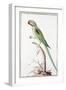 Alexandrine Parakeet-Nicolas Robert-Framed Giclee Print