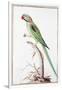 Alexandrine Parakeet-Nicolas Robert-Framed Giclee Print