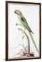 Alexandrine Parakeet-Nicolas Robert-Framed Giclee Print