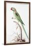 Alexandrine Parakeet-Nicolas Robert-Framed Giclee Print