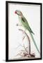 Alexandrine Parakeet-Nicolas Robert-Framed Giclee Print