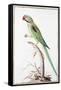 Alexandrine Parakeet-Nicolas Robert-Framed Stretched Canvas