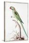 Alexandrine Parakeet-Nicolas Robert-Stretched Canvas