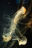 Jellyfish in the Ocean-alexandros33-Laminated Photographic Print