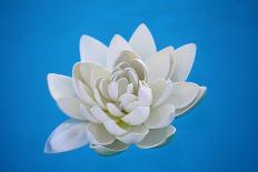 Artificial Water Lilly-Alexandru Nika-Mounted Photographic Print