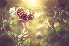 Sunset Flower-Alexey Rumyantsev-Photographic Print