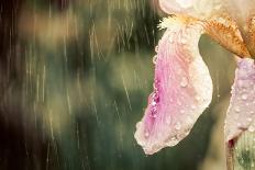 Summer Flower under Rain-Alexey Rumyantsev-Framed Photographic Print