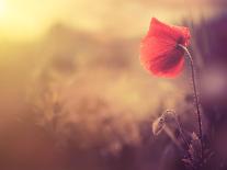 Poppy Flower-Alexey Rumyantsev-Photographic Print