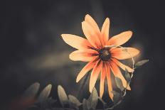 Sunset Flower-Alexey Rumyantsev-Photographic Print