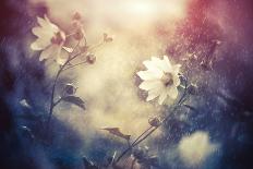 Summer Flower-Alexey Rumyantsev-Photographic Print