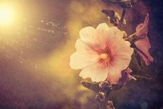 Sunset Flower-Alexey Rumyantsev-Framed Photographic Print