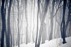 Winter Forest-Alexey Rumyantsev-Stretched Canvas