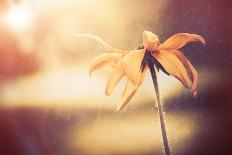 Sunset Flower-Alexey Rumyantsev-Photographic Print