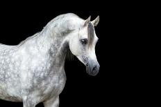 Arabian Horse Head Isolated on Black Background.-Alexia Khruscheva-Photographic Print