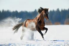 Horse Gallops in Winter-Alexia Khruscheva-Laminated Photographic Print