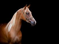 Arabian Horse Head Isolated on Black Background.-Alexia Khruscheva-Photographic Print