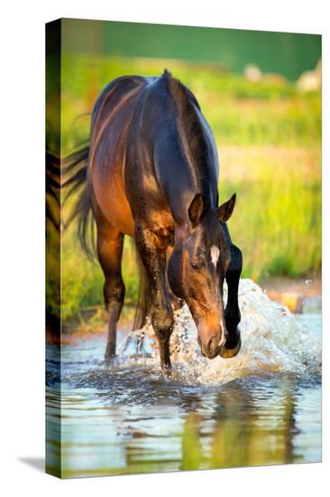 Stretched Canvas Print, , large