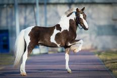 Child and Bay Horse in Field-Alexia Khruscheva-Photographic Print