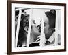 Alfie, 1966-null-Framed Premium Photographic Print