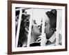 Alfie, 1966-null-Framed Photographic Print