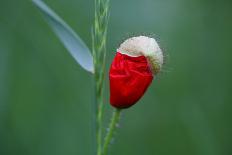 Corn Poppy, Papaver Rhoeas-Alfons Rumberger-Photographic Print