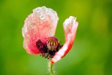 Lady's Mantle, Alchemilla, Dewdrops, Close-Up-Alfons Rumberger-Photographic Print