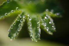 Lady's Mantle, Alchemilla, Dewdrops, Close-Up-Alfons Rumberger-Photographic Print