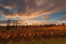 Vineyards of Sagrantino di Montefalco in autumn, Umbria, Italy, Europe-Alfonso DellaCorte-Framed Premium Photographic Print