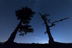 Italy, Calabria, Loricati Pines on the Pollino at Night-Alfonso Morabito-Photographic Print