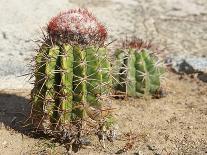 Vegetation of Aruba, ABC Islands-alfotokunst-Photographic Print