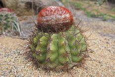 Cactus, Aruba, ABC Islands-alfotokunst-Photographic Print