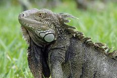 Green Iguana, Aruba, ABC Islands-alfotokunst-Photographic Print