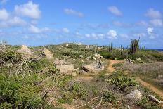 Green Iguana, Aruba, ABC Islands-alfotokunst-Photographic Print